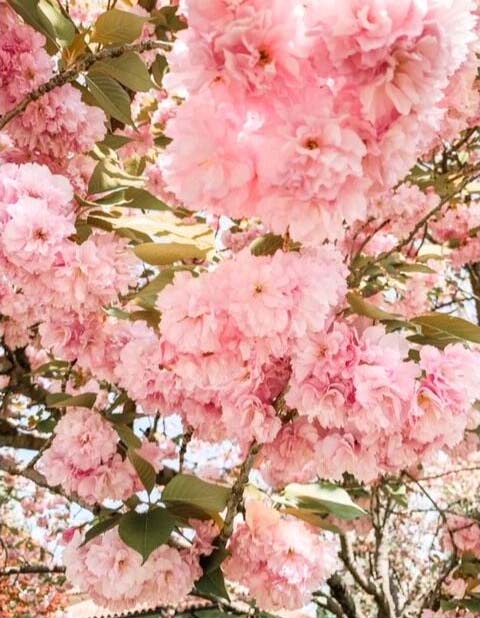 WHAT'S BLOOMING WEDNESDAY - KWANZAN CHERRIES AND APPLE BLOSSOMS