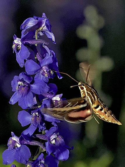 THE POLLINATORS YOU DON'T KNOW
