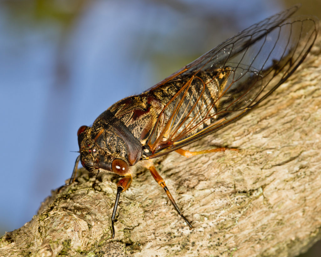 cicada on tree branch