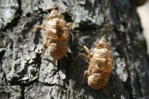 cicada shells on tree
