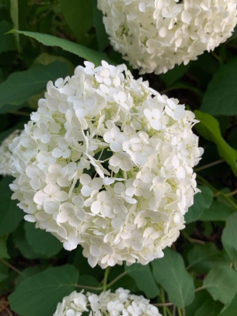white annabelle hydrangea bloom