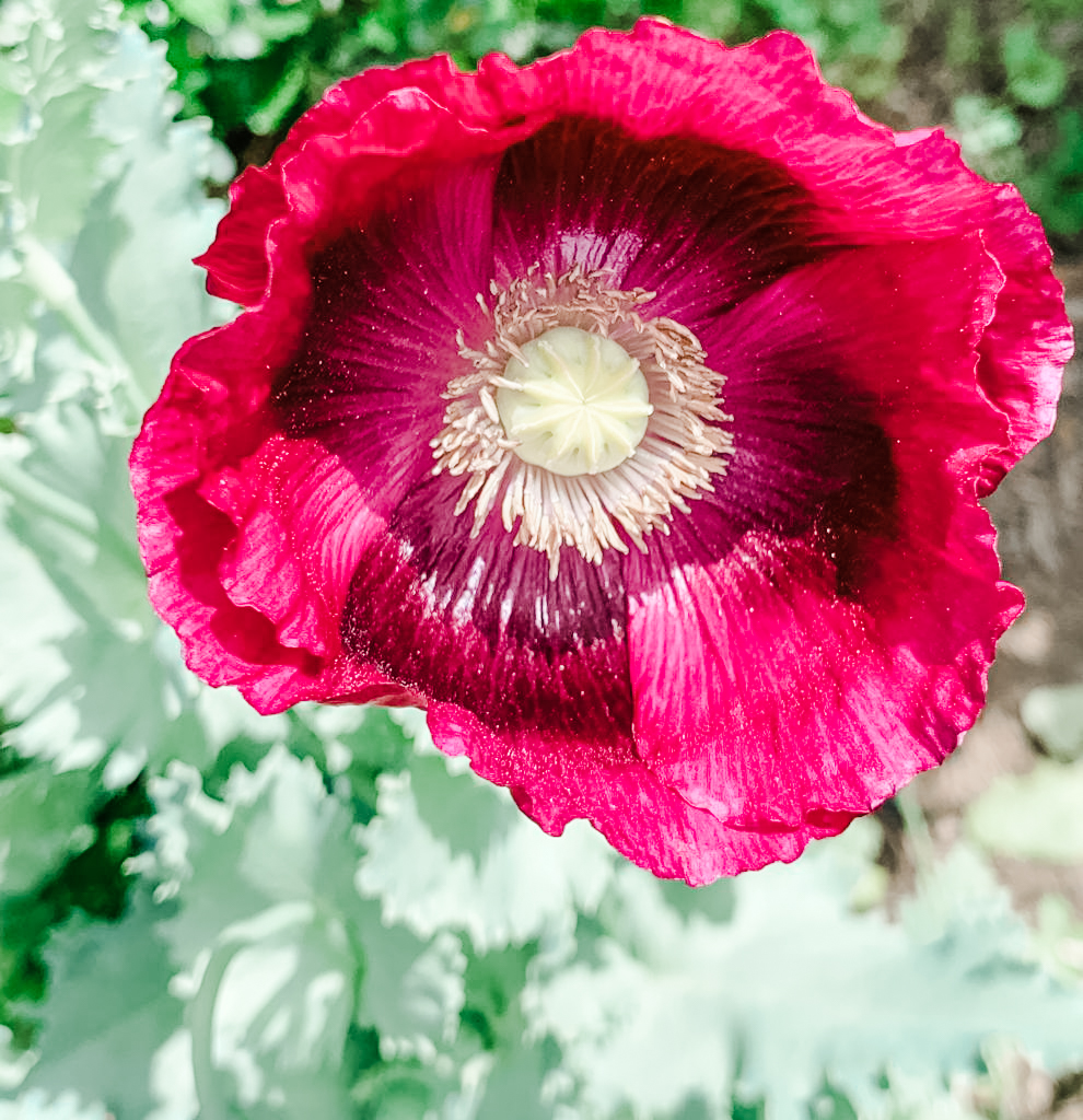 Hollyhock