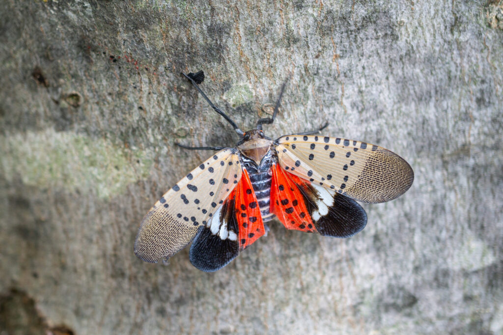 Maryland is in Quarantine for the Spotted Lantern Fly!